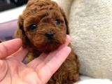 Toy Poodle Sevi̇mli̇ Yavrular Ev Üreti̇mi̇