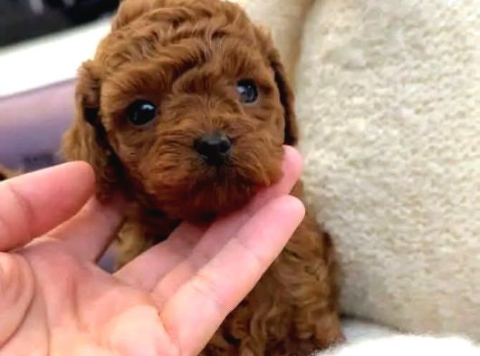 Toy Poodle Sevi̇mli̇ Yavrular Ev Üreti̇mi̇ görsel