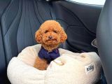 Toy Poodle Sevi̇mli̇ Yavrular Ev Üreti̇mi̇