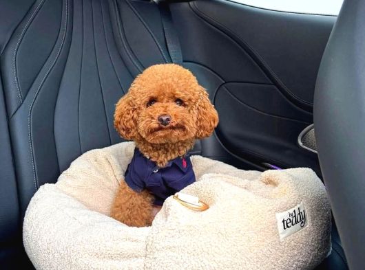 Toy Poodle Sevi̇mli̇ Yavrular Ev Üreti̇mi̇ görsel