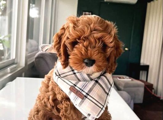 Toy Poodle Sevi̇mli̇ Yavrular Ev Üreti̇mi̇