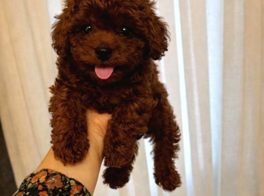 Toy Poodle Sevi̇mli̇ Yavrular Ev Üreti̇mi̇