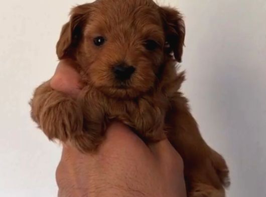 Toy Poodle Sevi̇mli̇ Yavrular Ev Üreti̇mi̇