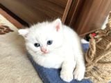Baba full scrli anne şampiyon Luk ödüllü