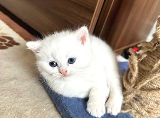 Baba Full Scrli Anne Şampiyon Luk Ödüllü