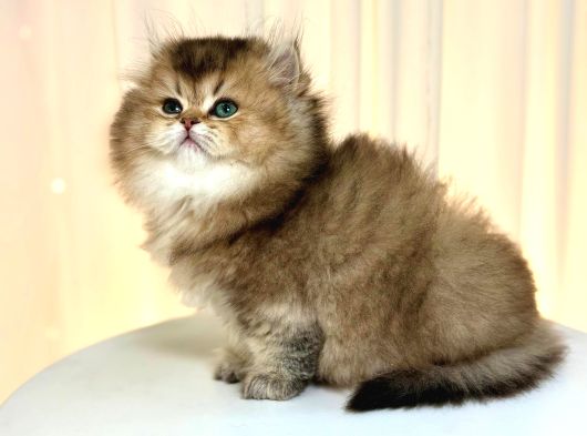 Show Class Ny25 Bri̇ti̇sh Longhai̇r Golden görsel