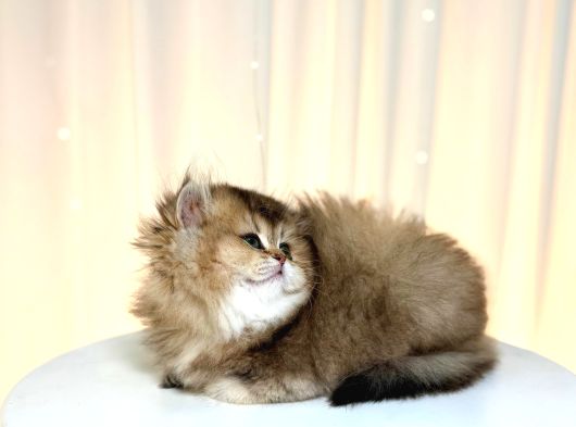 Show Class Ny25 Bri̇ti̇sh Longhai̇r Golden görsel