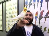 Konuşan Eği̇ti̇mli̇ Evci̇l Sultan Papağani