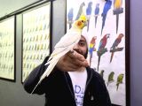 KONUŞAN EĞİTİMLİ EVCİL SULTAN PAPAĞANI