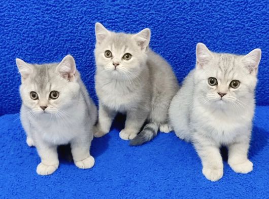 Bri̇ti̇sh Yavrular Yeni̇ Yuvasini Ariyor görsel