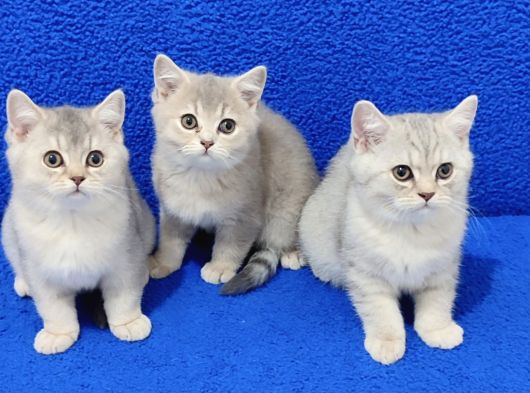 Bri̇ti̇sh Yavrular Yeni̇ Yuvasini Ariyor görsel