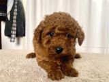 Mi̇ni̇ Boy Red Brown Toy Poodle Kizimiz