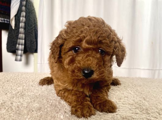 Mi̇ni̇ Boy Red Brown Toy Poodle Kizimiz görsel