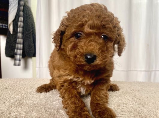 Mi̇ni̇ Boy Red Brown Toy Poodle Kizimiz görsel