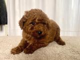 Mi̇ni̇ Boy Red Brown Toy Poodle Kizimiz