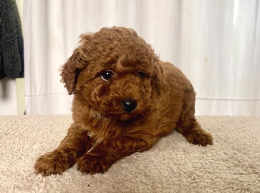 Mi̇ni̇ Boy Red Brown Toy Poodle Kizimiz görsel