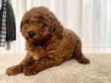 Mi̇ni̇ Boy Red Brown Toy Poodle Kizimiz