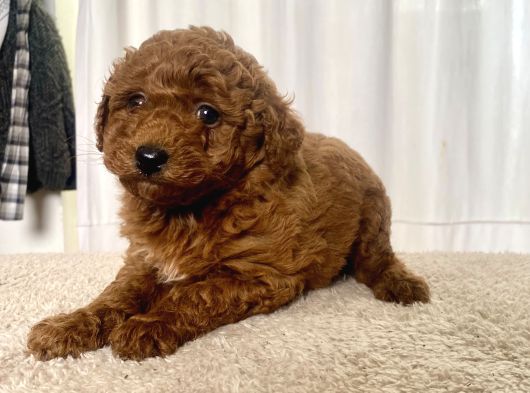 Mi̇ni̇ Boy Red Brown Toy Poodle Kizimiz görsel