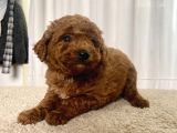 Mi̇ni̇ Boy Red Brown Toy Poodle Kizimiz