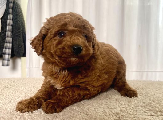 Mi̇ni̇ Boy Red Brown Toy Poodle Kizimiz görsel