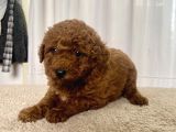 Mi̇ni̇ Boy Red Brown Toy Poodle Kizimiz