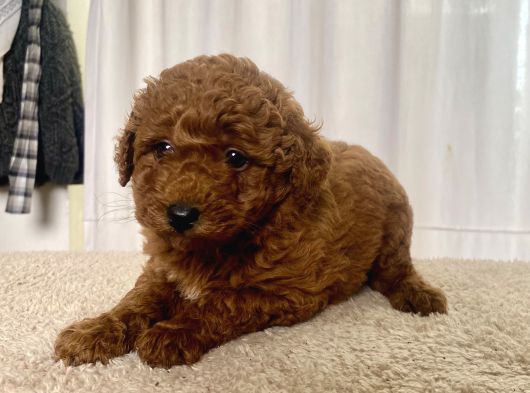 Mi̇ni̇ Boy Red Brown Toy Poodle Kizimiz görsel