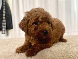 mİNİ BOY RED BROWN TOY POODLE KIZIMIZ