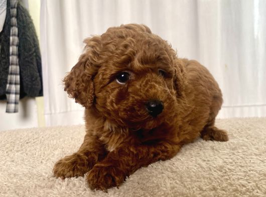 Mi̇ni̇ Boy Red Brown Toy Poodle Kizimiz
