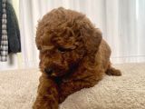 Mi̇ni̇ Boy Red Brown Toy Poodle Kizimiz