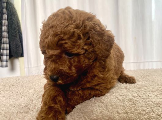 Mi̇ni̇ Boy Red Brown Toy Poodle Kizimiz görsel