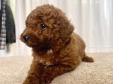 Mi̇ni̇ Boy Red Brown Toy Poodle Kizimiz