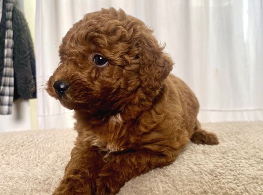 Mi̇ni̇ Boy Red Brown Toy Poodle Kizimiz görsel