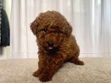 Mi̇ni̇ Boy Red Brown Toy Poodle Kizimiz