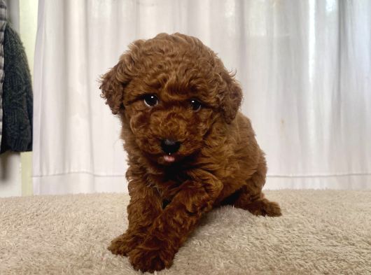 Mi̇ni̇ Boy Red Brown Toy Poodle Kizimiz görsel