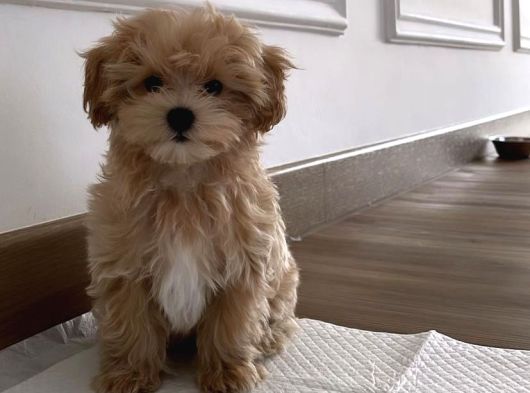 Aşili Malti̇poo Yavrumuz Tesli̇me Hazirdir görsel