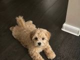 Aşili Malti̇poo Yavrumuz Tesli̇me Hazirdir