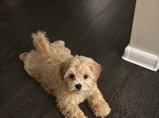 Aşili Malti̇poo Yavrumuz Tesli̇me Hazirdir görsel
