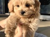 AŞILI MALTİPOO YAVRUMUZ TESLİME HAZIRDIR
