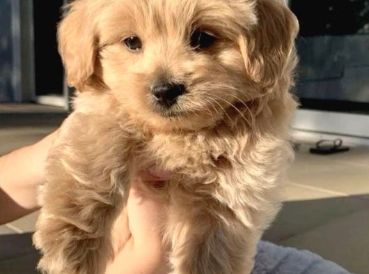 AŞILI MALTİPOO YAVRUMUZ TESLİME HAZIRDIR