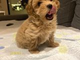 Aşili Malti̇poo Yavrumuz Tesli̇me Hazirdir