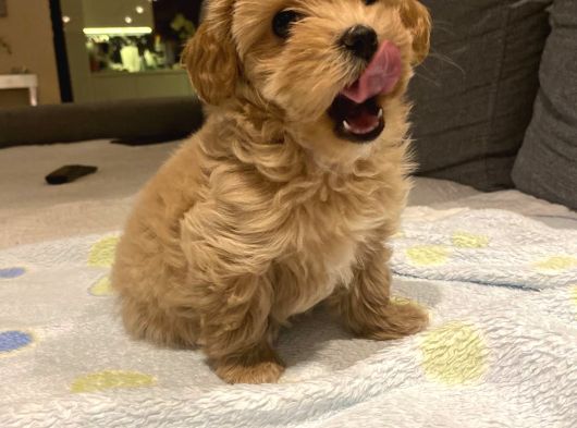 Aşili Malti̇poo Yavrumuz Tesli̇me Hazirdir görsel
