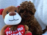 Tatliş Toy Poodle Yavrulari