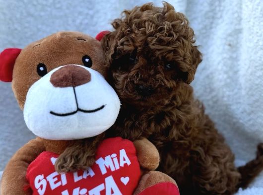 Tatliş Toy Poodle Yavrulari görsel