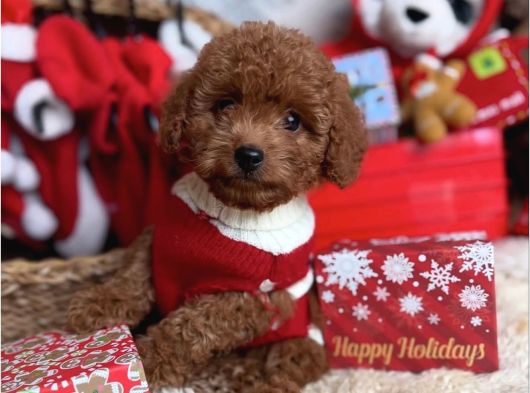 Sağlik Irk Garanti̇li̇ Toy Poodle Bebekler