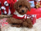 Sağlik Irk Garanti̇li̇ Toy Poodle Bebekler