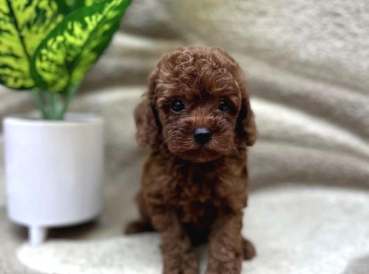 Toy Poodle Yavrumuz Luoi̇s