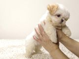 Kusursuz Kore Maltipoo Bebek Yüz Üst Segment