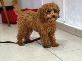 Toy Poodle Sevi̇mli̇ Yavrular Ev Üreti̇mi̇