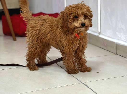 Toy Poodle Sevi̇mli̇ Yavrular Ev Üreti̇mi̇ görsel