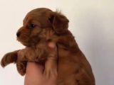 Toy Poodle Sevi̇mli̇ Yavrular Ev Üreti̇mi̇